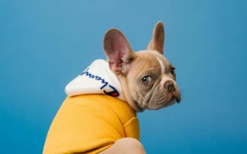 Small dog wearing a branded harness in a bright studio representing design-led private label pet products