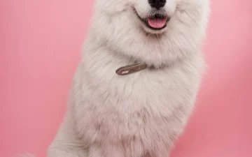 White dog against a coloured studio backdrop from a Petlland client product shoot White dog against a coloured studio backdrop from a Petlland client product shoot