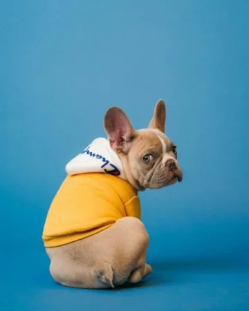 Small dog wearing a branded harness in a bright studio representing design-led private label pet products