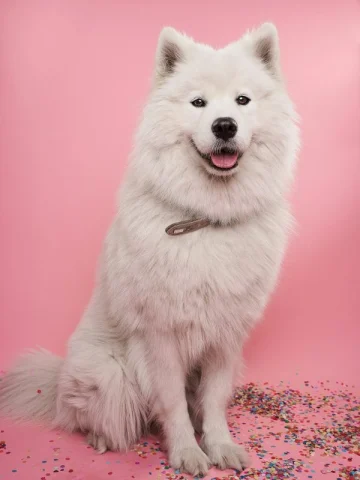 White dog against a coloured studio backdrop from a Petlland client product shoot