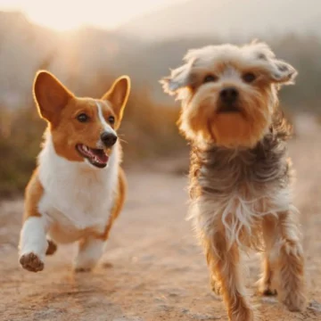 Two dogs playing with a chew toy illustrating trend product testing