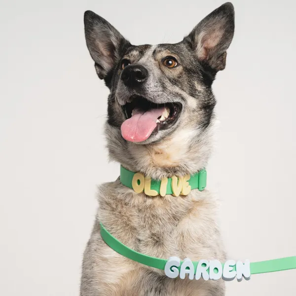 Soft Silicone Escape-Proof Collar, worn by a dog - Petlland private label sourcing